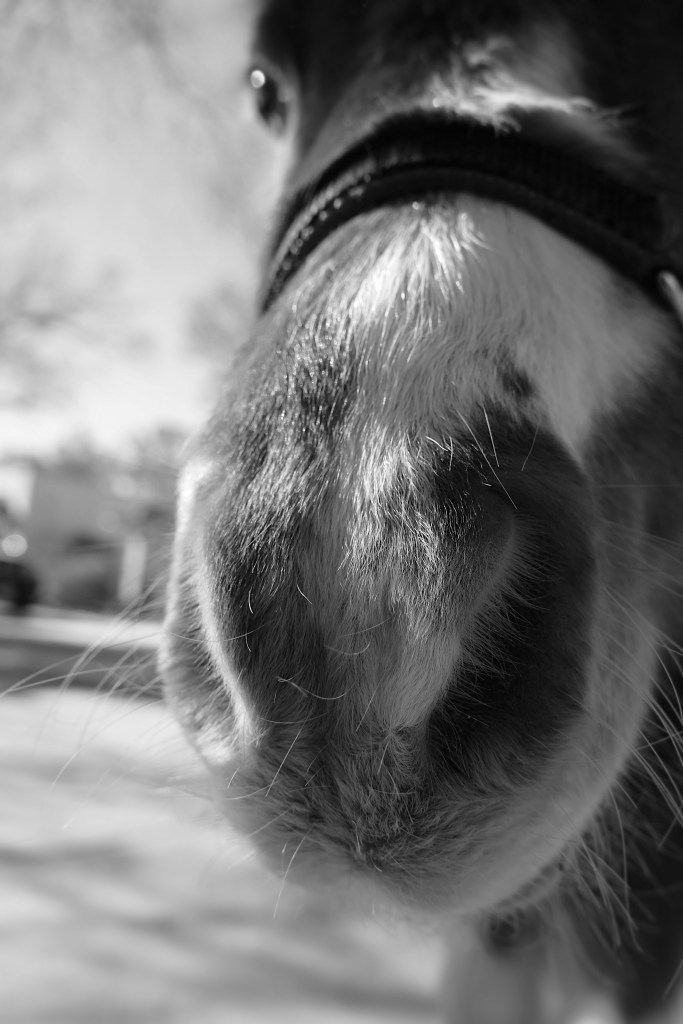A mini horse nose