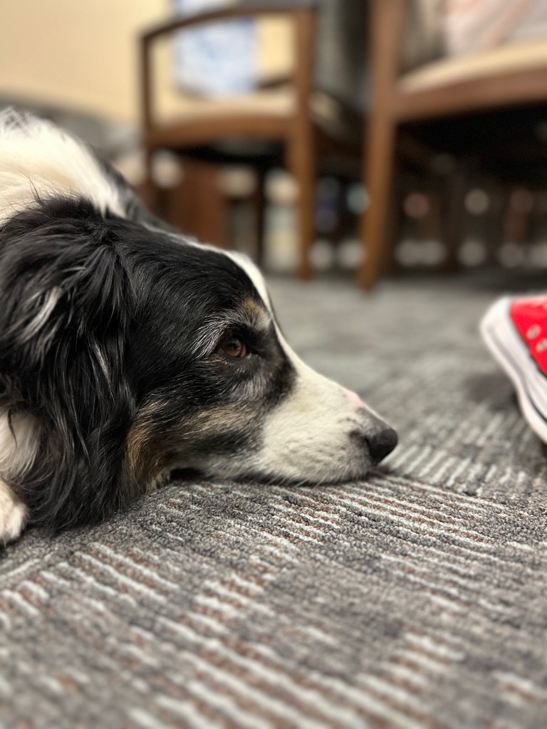 A border collie sitting and laying down in a doctor waiting room