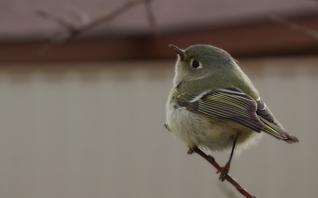 A tiny green bird sitting on a tree branch 