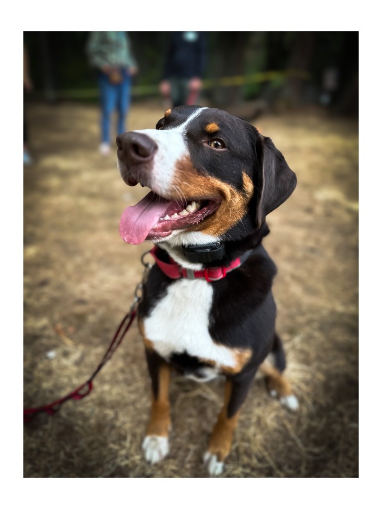 A black, tan, and white white who is smiling at the camera. 