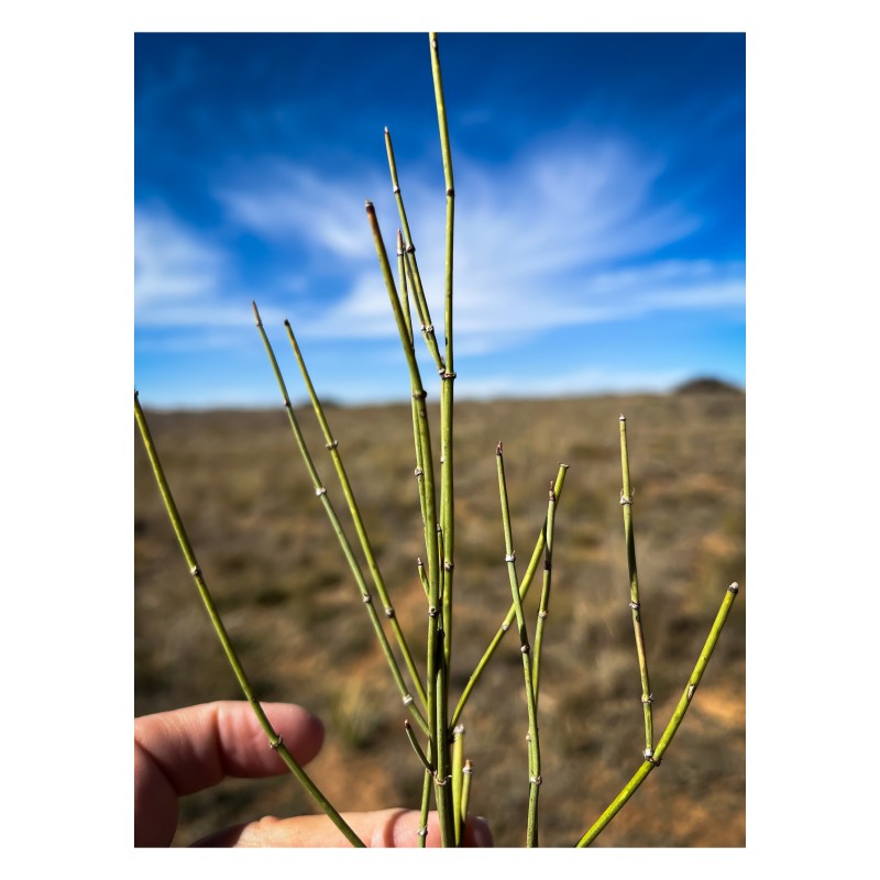 Green plant being held up the sky