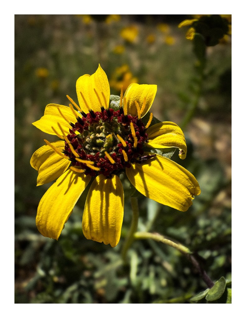 A yellow wildflower with a red center against a green background.